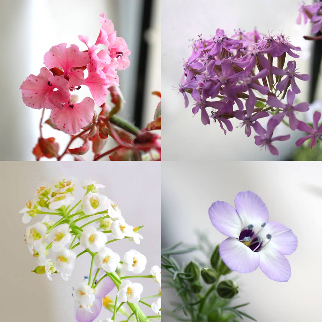 Plantable Card | Great job Mom...